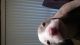 American Pit Bull Terrier Puppies for sale in Silver Spring, MD 20902, USA. price: NA