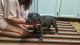 American Pit Bull Terrier Puppies for sale in Alvin, TX 77511, USA. price: $50