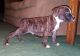 American Pit Bull Terrier Puppies for sale in Salisbury, MD, USA. price: NA
