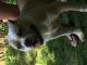 American Pit Bull Terrier Puppies for sale in Florence, AL, USA. price: $750