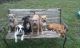 American Pit Bull Terrier Puppies for sale in Port St Lucie, FL, USA. price: NA