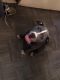 American Pit Bull Terrier Puppies for sale in Garden City, NY, USA. price: NA