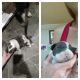 American Pit Bull Terrier Puppies for sale in Lima, OH, USA. price: NA