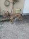 American Pit Bull Terrier Puppies for sale in Lehigh Acres, FL, USA. price: $450