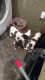 American Pit Bull Terrier Puppies for sale in Lima, OH, USA. price: NA