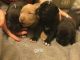 American Pit Bull Terrier Puppies for sale in Palmdale, CA, USA. price: NA