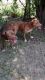 American Pit Bull Terrier Puppies for sale in North Charleston, SC, USA. price: $180