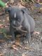 American Pit Bull Terrier Puppies for sale in Grovetown, GA 30813, USA. price: $250