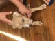 American Pit Bull Terrier Puppies for sale in Manassas, VA, USA. price: NA