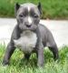 American Pit Bull Terrier Puppies for sale in Alberta Ave, Staten Island, NY 10314, USA. price: NA