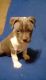 American Pit Bull Terrier Puppies for sale in High View, WV 26808, USA. price: NA