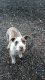 American Pit Bull Terrier Puppies for sale in Moncks Corner, SC 29461, USA. price: NA