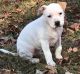 American Pit Bull Terrier Puppies for sale in TX-121, Blue Ridge, TX 75424, USA. price: NA