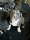 American Pit Bull Terrier Puppies for sale in Chesapeake, VA, USA. price: $600