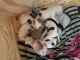American Pit Bull Terrier Puppies for sale in Milford, OH 45150, USA. price: $700