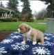 American Pit Bull Terrier Puppies for sale in Vancouver, WA, USA. price: $800