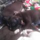American Pit Bull Terrier Puppies for sale in Taylor, MI 48180, USA. price: NA