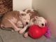 American Pit Bull Terrier Puppies for sale in Hudson, MA, USA. price: NA