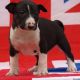 American Pit Bull Terrier Puppies for sale in TX-249, Houston, TX, USA. price: NA