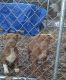 American Pit Bull Terrier Puppies for sale in Fort Valley, GA, USA. price: $500
