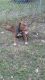 American Pit Bull Terrier Puppies for sale in Goose Creek, SC, USA. price: NA