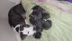 American Pit Bull Terrier Puppies for sale in York, PA, USA. price: $350