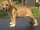 American Pit Bull Terrier Puppies for sale in Newnan, GA, USA. price: $500