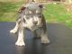 American Pit Bull Terrier Puppies for sale in Newnan, GA, USA. price: NA