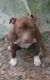 American Pit Bull Terrier Puppies for sale in Sumter, SC, USA. price: NA