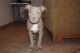 American Pit Bull Terrier Puppies for sale in Hollywood, FL 33025, USA. price: NA