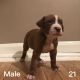 American Pit Bull Terrier Puppies for sale in University Heights, OH, USA. price: NA