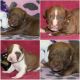 American Pit Bull Terrier Puppies for sale in Catonsville, MD 21228, USA. price: NA
