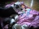 American Pit Bull Terrier Puppies for sale in Rochester, NY, USA. price: NA