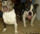 American Pit Bull Terrier Puppies for sale in Trenton, NJ, USA. price: NA