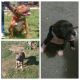 American Pit Bull Terrier Puppies for sale in Maysville, KY 41056, USA. price: $250