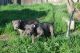 American Pit Bull Terrier Puppies for sale in Fresno, CA, USA. price: $700