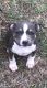 American Pit Bull Terrier Puppies for sale in Rockmart, GA 30153, USA. price: NA