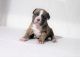 American Pit Bull Terrier Puppies for sale in North Highlands, CA 95660, USA. price: NA