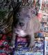 American Pit Bull Terrier Puppies for sale in Dos Palos, CA 93620, USA. price: NA