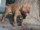 American Pit Bull Terrier Puppies for sale in Blountstown, FL 32424, USA. price: NA
