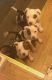 American Pit Bull Terrier Puppies for sale in Wayne, MI 48184, USA. price: NA