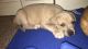 American Pit Bull Terrier Puppies for sale in Vandalia, IL 62471, USA. price: NA