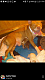 American Pit Bull Terrier Puppies for sale in New Rochelle, NY, USA. price: NA