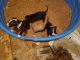 American Pit Bull Terrier Puppies for sale in Virginia Beach, VA, USA. price: $400