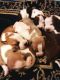 American Pit Bull Terrier Puppies for sale in Walnutport, PA 18088, USA. price: NA