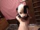 American Pit Bull Terrier Puppies for sale in Smith Rd, Blythe, GA 30805, USA. price: NA