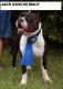 American Pit Bull Terrier Puppies for sale in Mullins, SC 29574, USA. price: NA