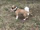 American Pit Bull Terrier Puppies for sale in Jessup, MD 20794, USA. price: NA