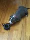 American Pit Bull Terrier Puppies for sale in Bronx, NY 10453, USA. price: NA