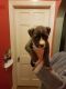 American Pit Bull Terrier Puppies for sale in Mt Clemens, MI 48043, USA. price: NA